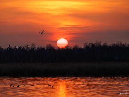 Sonnenuntergang am Federsee